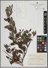 Foto von Salix atrocinerea Brot. x Salix nigricans Sm.